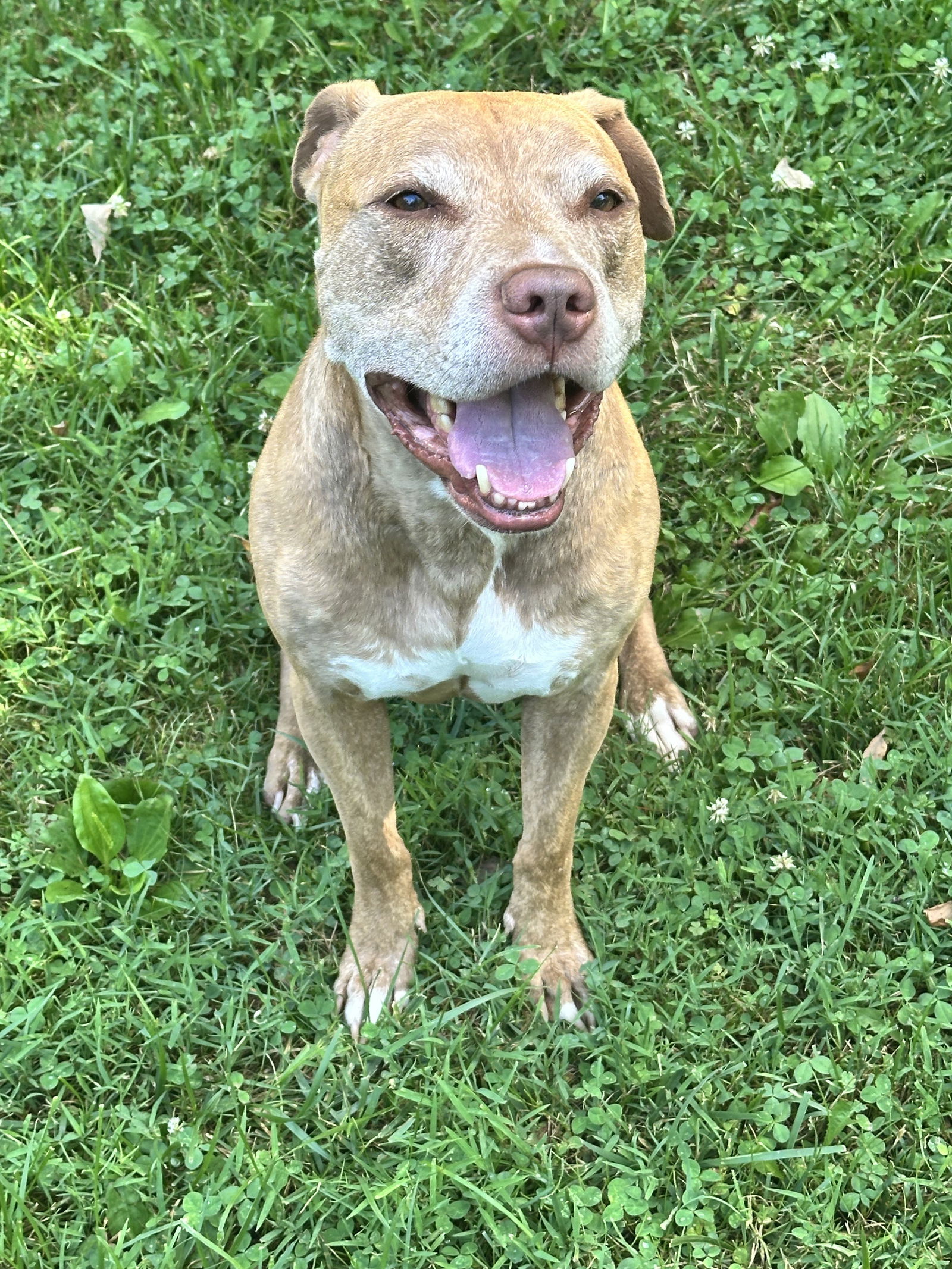 adoptable Dog in Sykesville, MD named Pablo
