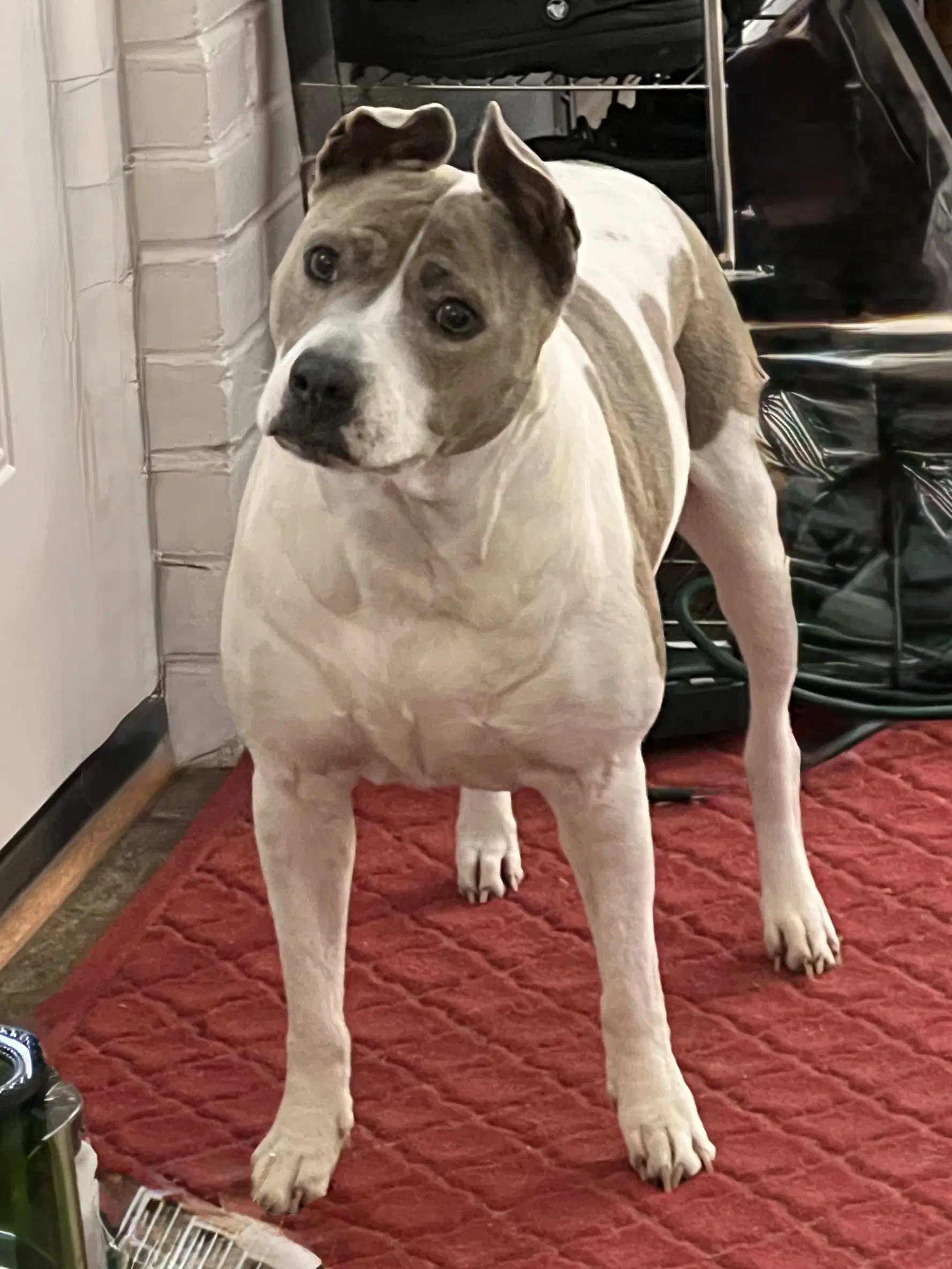 Blue - Staffordshire Bull Terrier
