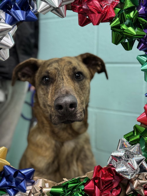 picture of the dog needing adoption