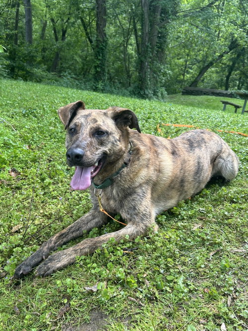 Bruno, an adoptable Shepherd in Sykesville, MD