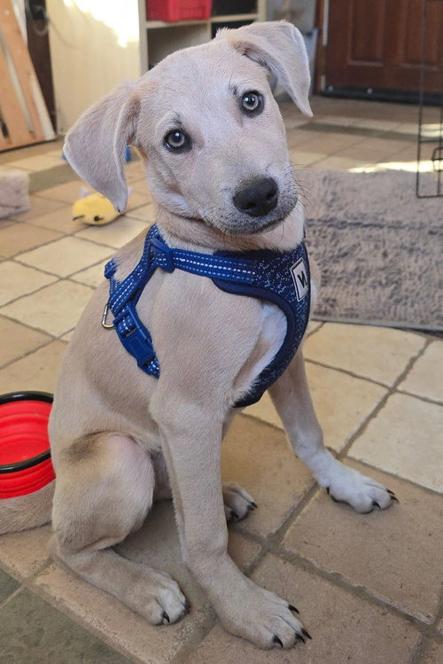 picture of the dog needing adoption