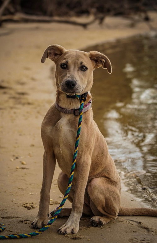 picture of the dog needing adoption