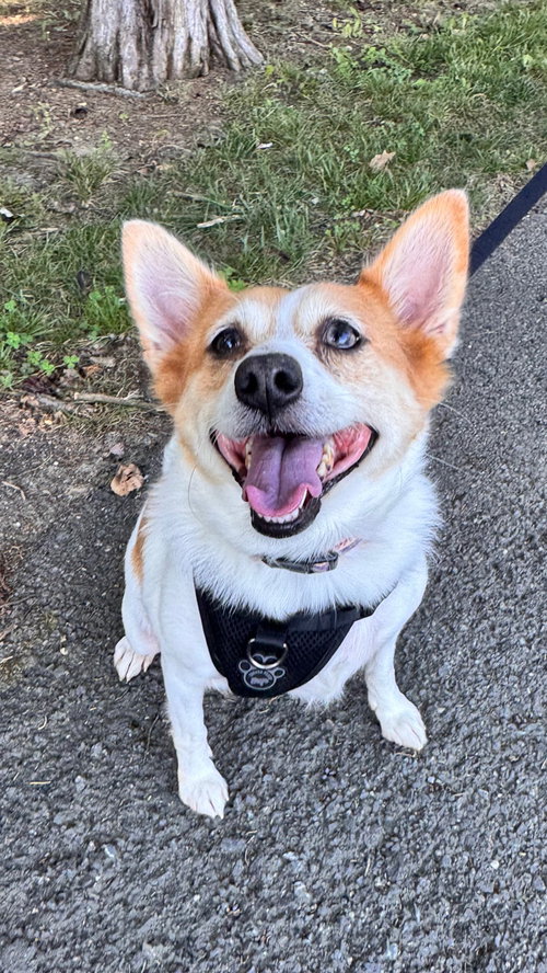 picture of the dog needing adoption