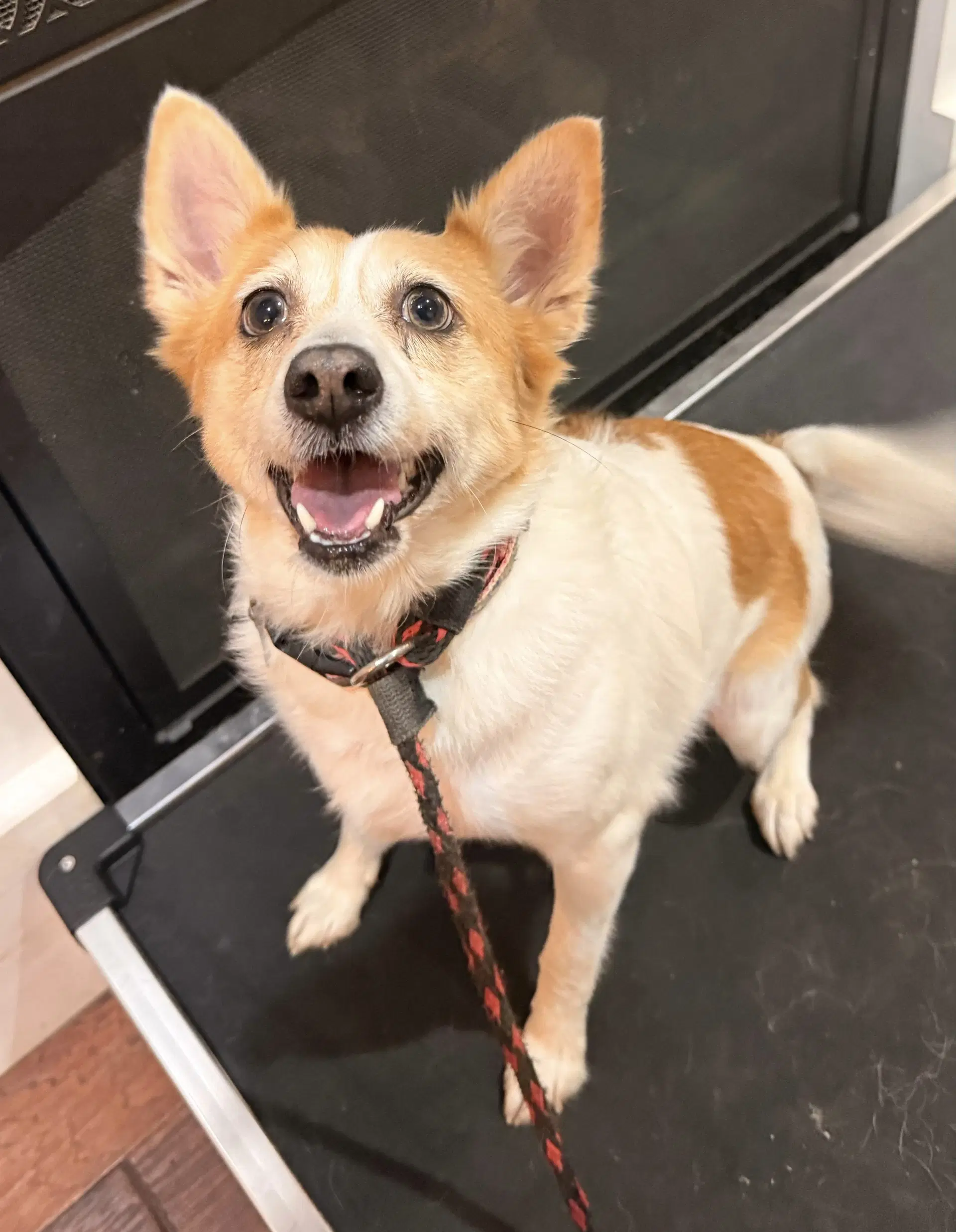 Paris - Jack Russell Terrier