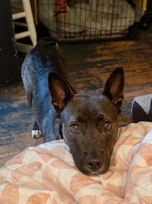 picture of the dog needing adoption