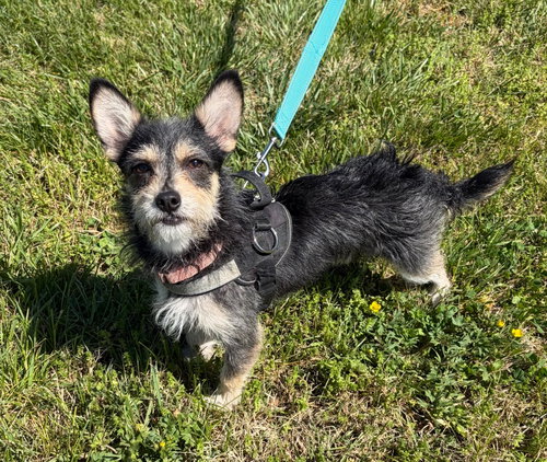Prince Louie, an adoptable Yorkshire Terrier Yorkie in Sykesville, MD