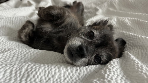 Little Bird, a dog for adoption from Tara's House Animal Rescue, Inc.
