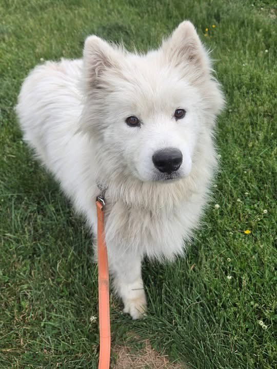 Enzo