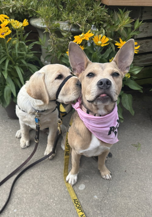 picture of the dog needing adoption