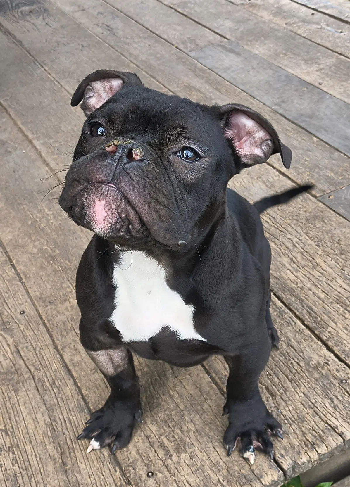 Gadget - American Bulldog