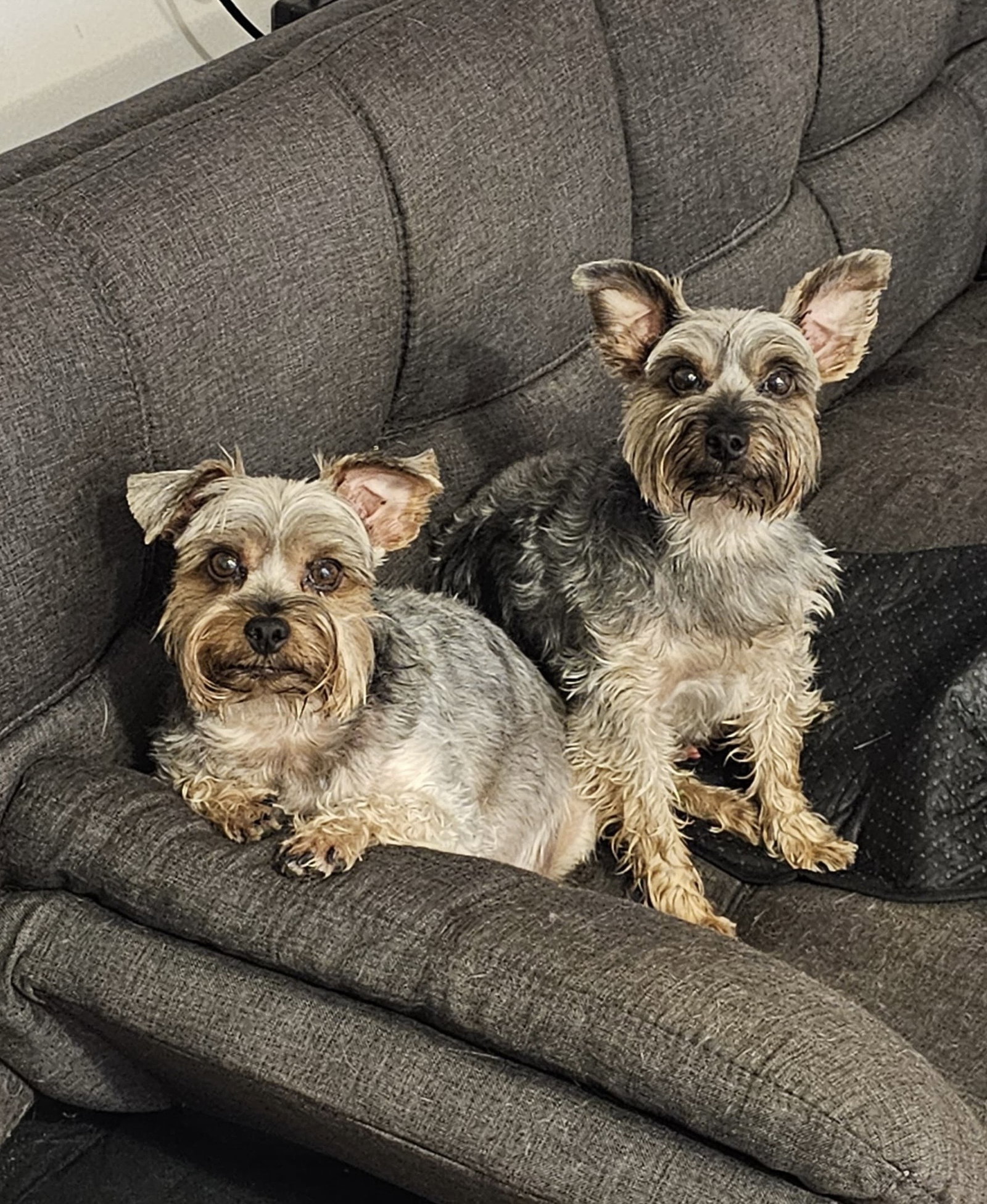 Jiggy and Joe, dog — photo 1 of 4