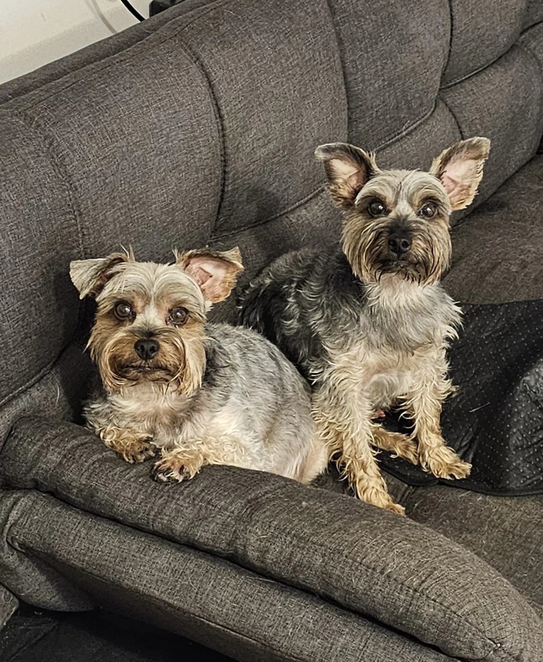 Jiggy And Joe - Yorkshire Terrier Yorkie
