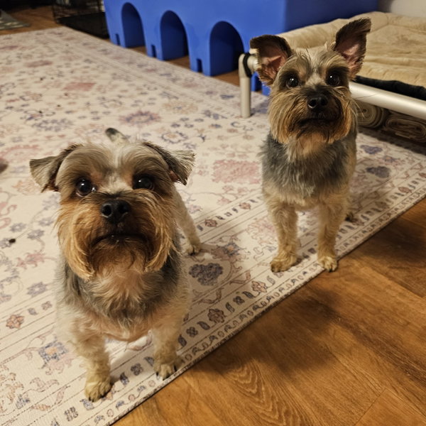Jiggy and Joe