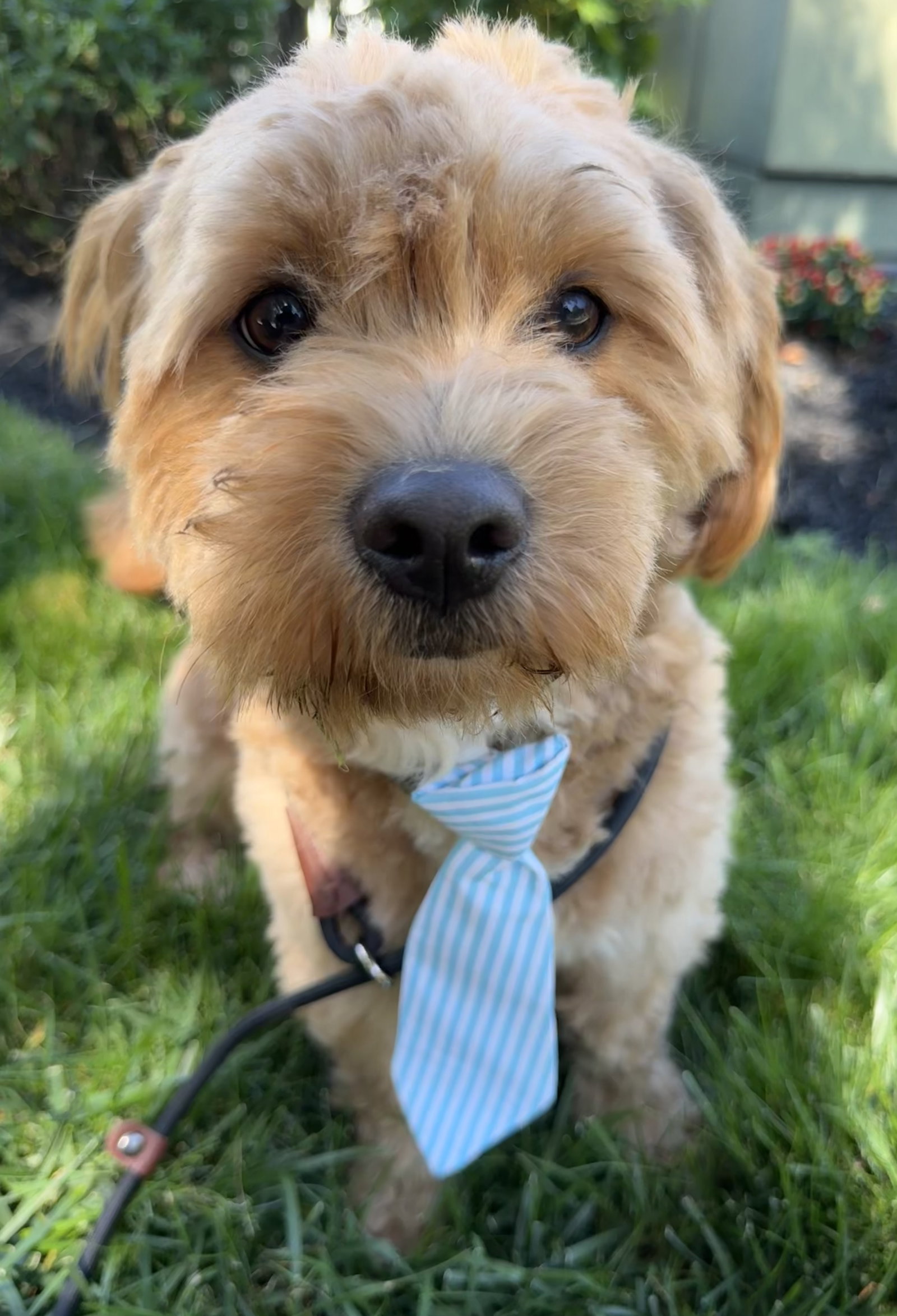 Winston, Poodle (Miniature)
