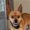 adoptable Dog in  named Snickers