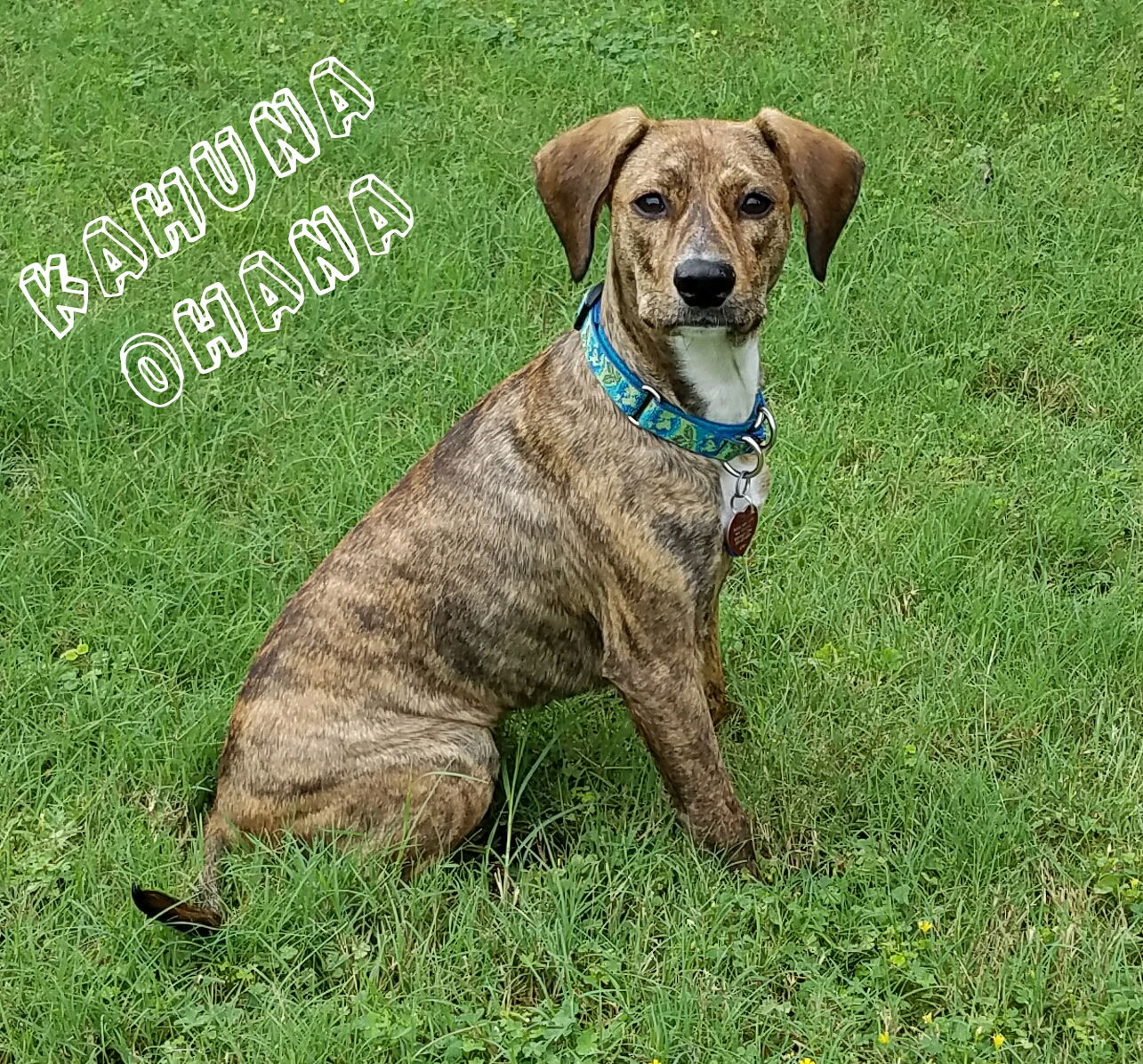 Catahoula hot sale dachshund mix