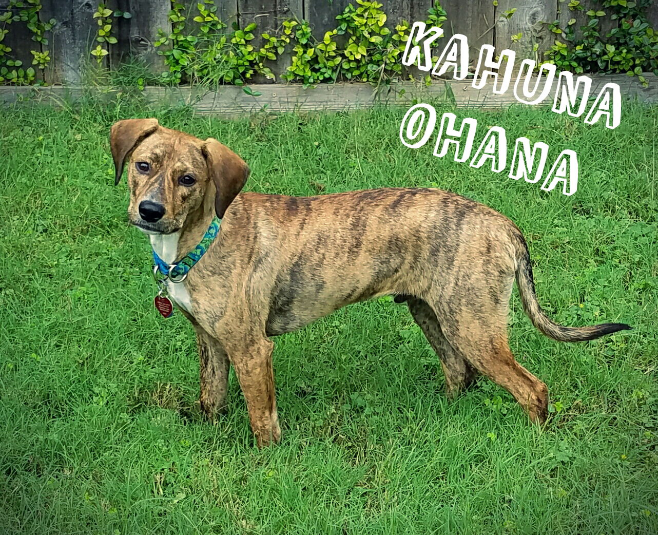 Catahoula leopard dog brindle sales mix