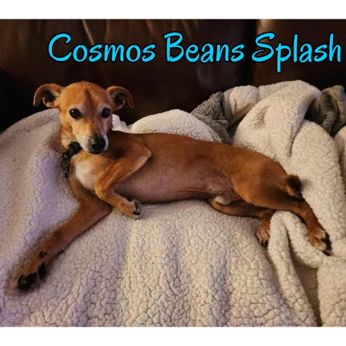 Cosmos Beans Splash, photo 23