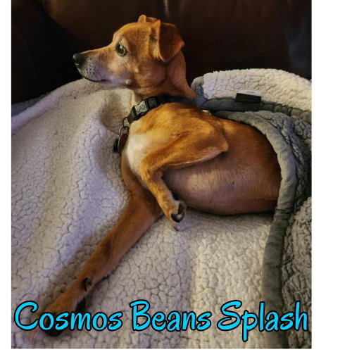 Cosmos Beans Splash, photo 24