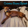 Cosmos Beans Splash - Photo 14
