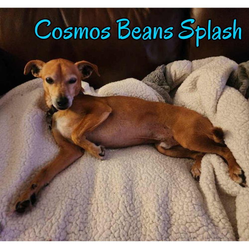 Cosmos Beans Splash, photo 25