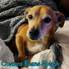 Cosmos Beans Splash - Photo 15