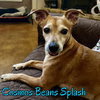 Cosmos Beans Splash - Photo 6