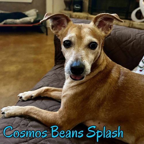 Cosmos Beans Splash, photo 17
