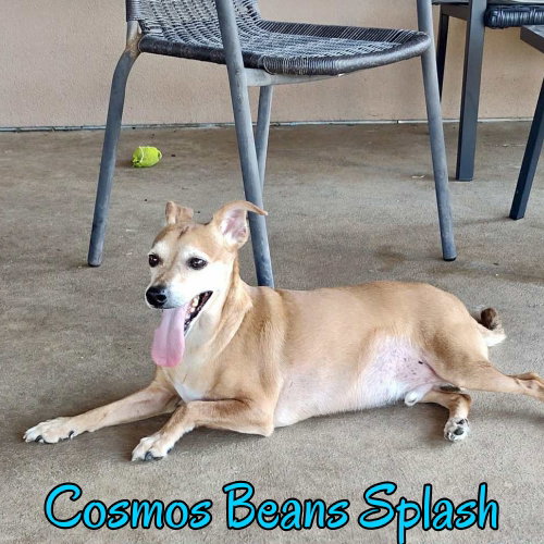 Cosmos Beans Splash, photo 21