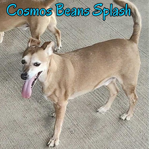 Cosmos Beans Splash, photo 22
