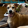 Cosmos Beans Splash - Photo 16