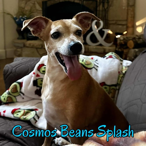 Cosmos Beans Splash, photo 15