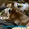 Cosmos Beans Splash - Photo 17
