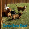Cosmos Beans Splash - Photo 5