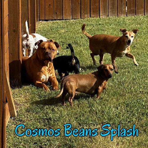 Cosmos Beans Splash, photo 16