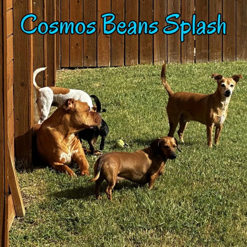 Cosmos Beans Splash, photo 19