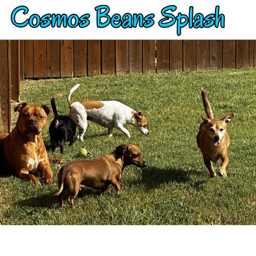 Cosmos Beans Splash, photo 20