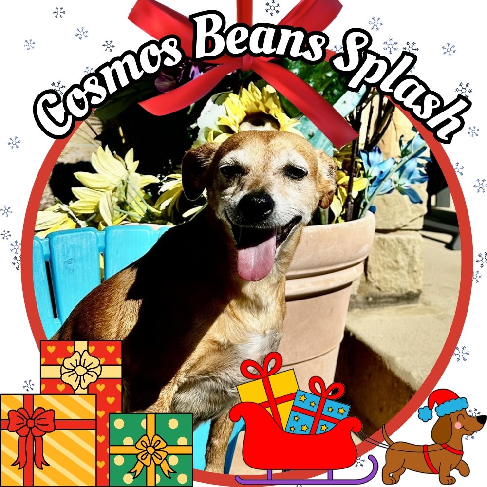 Cosmos Beans Splash