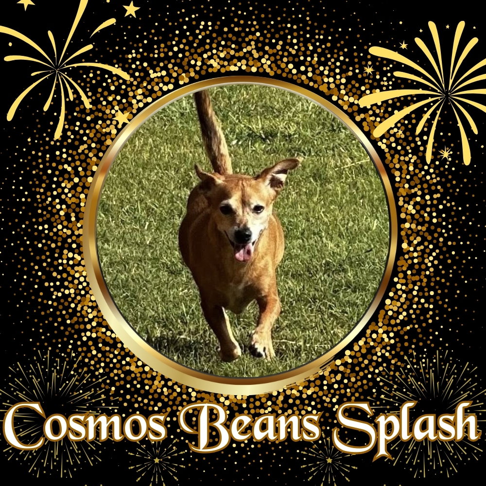 Cosmos Beans Splash