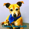 Cosmos Beans Splash - Photo 2