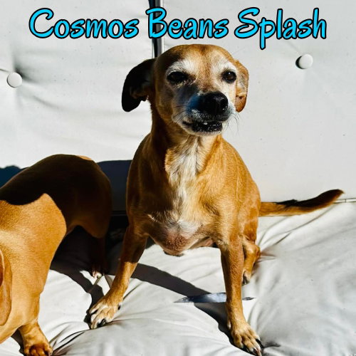 Cosmos Beans Splash, photo 14