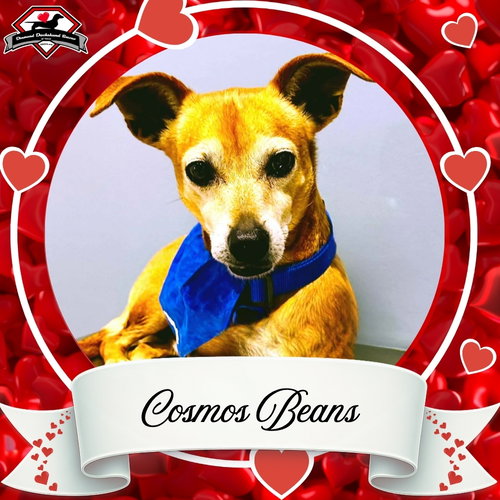 COSMOS BEANS SPLASH - Dachshund / Chihuahua available for adoption