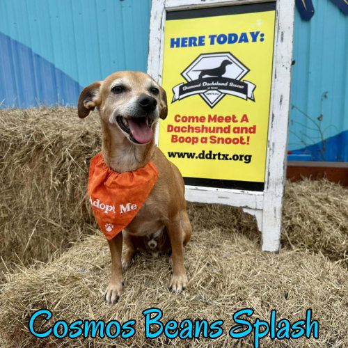 Cosmos Beans Splash photo 4