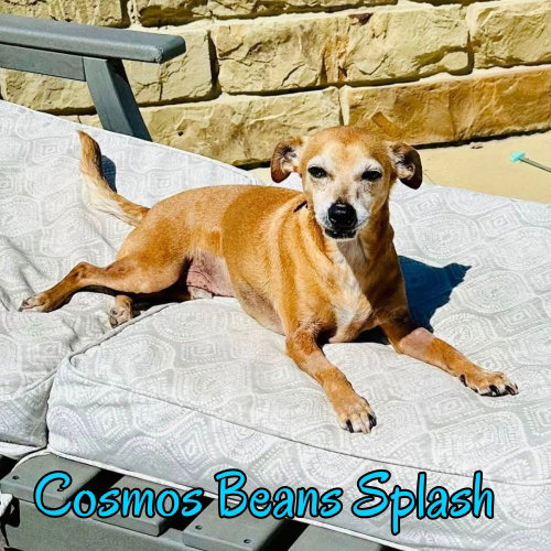 Cosmos Beans Splash, photo 11