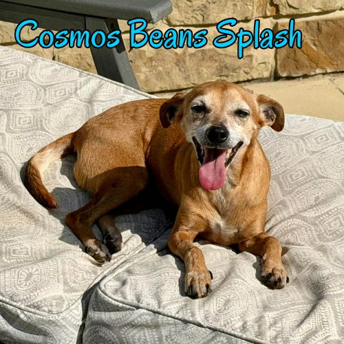Cosmos Beans Splash, photo 10