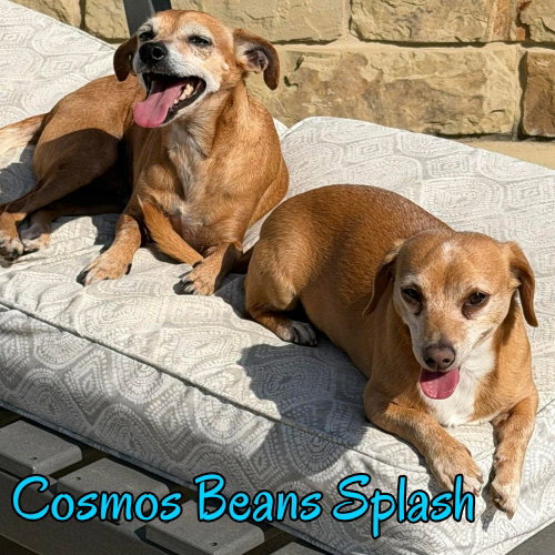 Cosmos Beans Splash photo 5