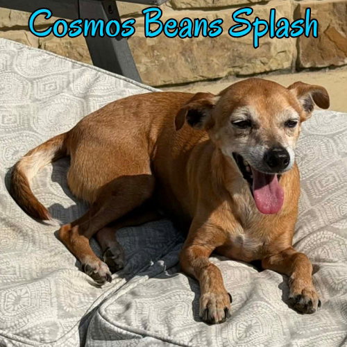 Cosmos Beans Splash, photo 12