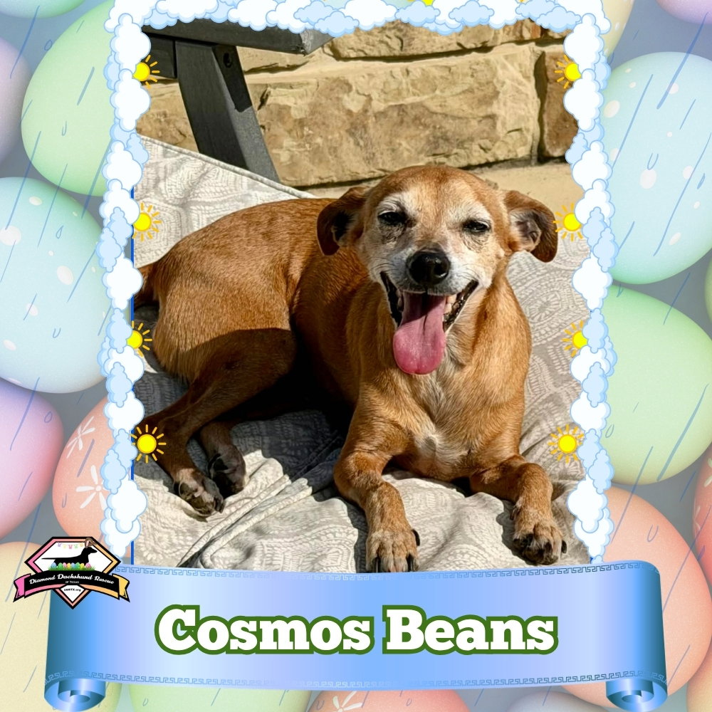 Cosmos Beans Splash