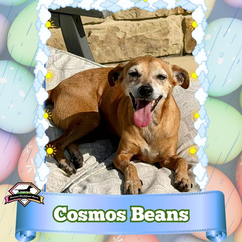 Cosmos Beans Splash, an adoptable Dachshund in San Antonio, TX