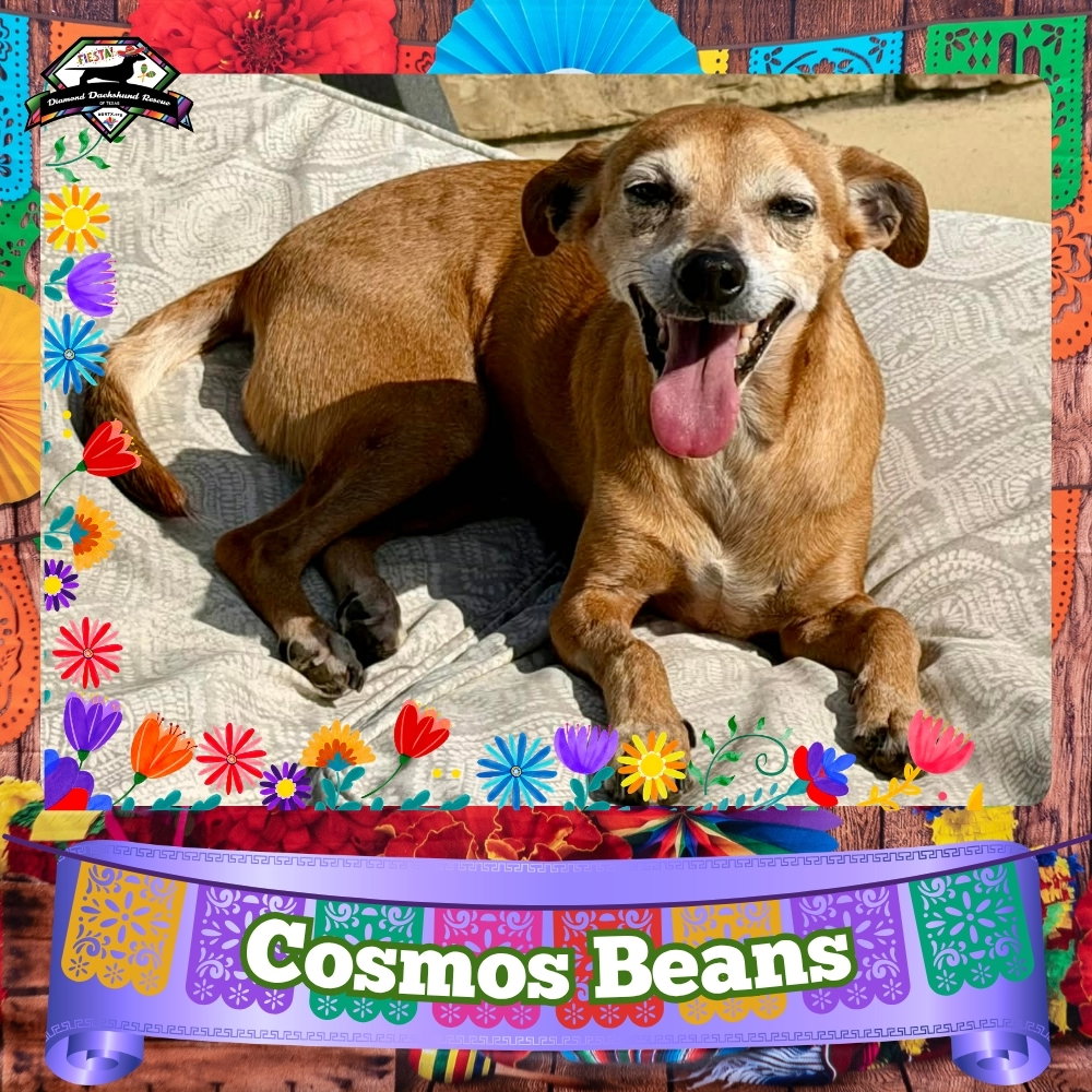 Cosmos Beans Splash